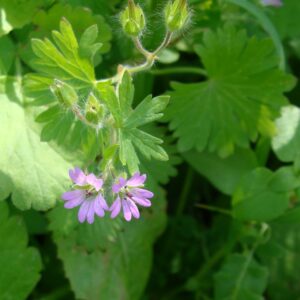 Geranium molle