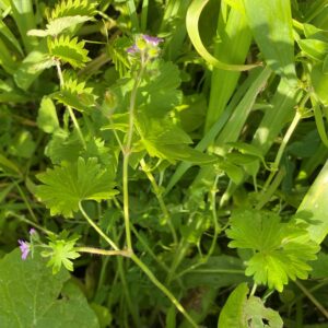 Geranium molle leaves