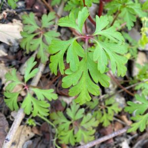 Geranium purpureum leaves