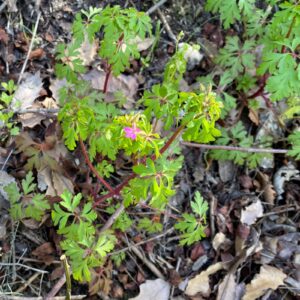 Geranium purpureum