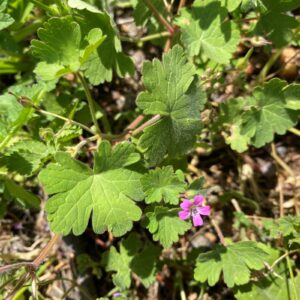 Geranium rotundifolium