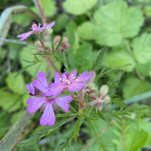 Geranium tuberosum