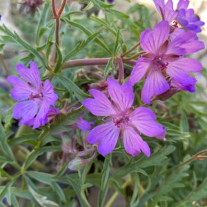 Geranium tuberosum