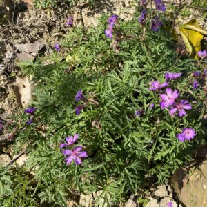 Geranium tuberosum