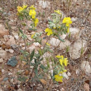 Helianthemum syriacum