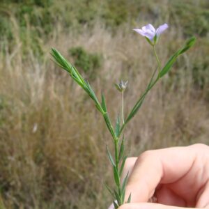 Linum bienne