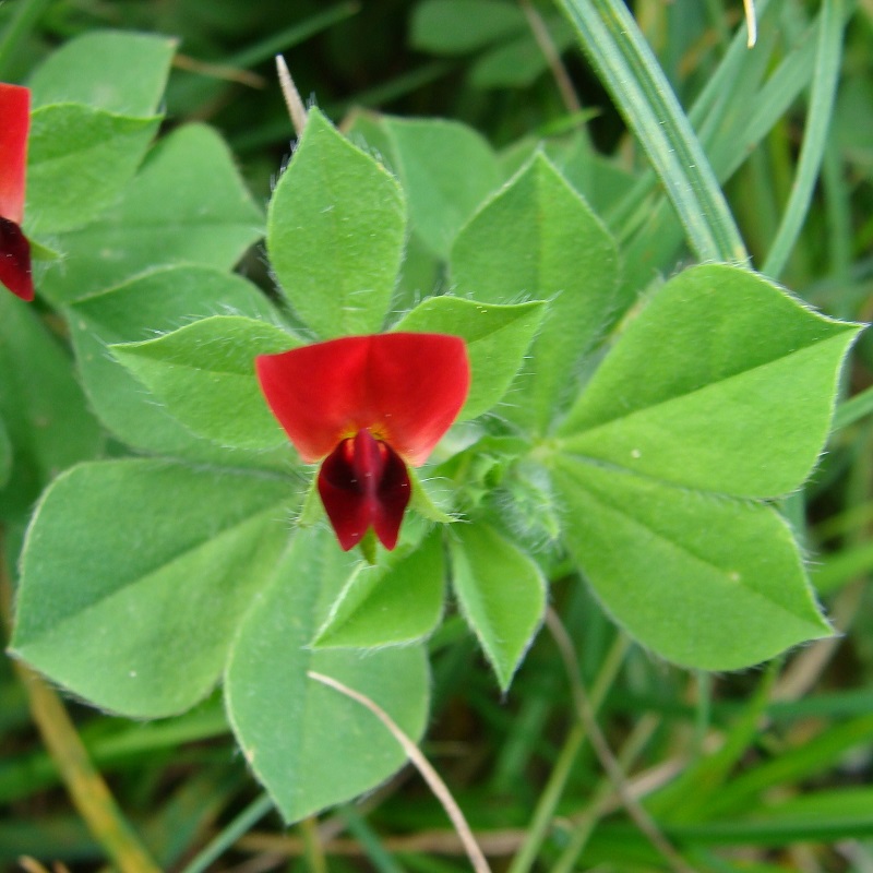 Lotus purpureus