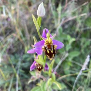 Ophrys apifera