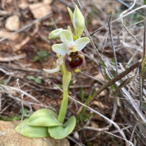 Ophrys bornmuelleri subsp. grandiflora