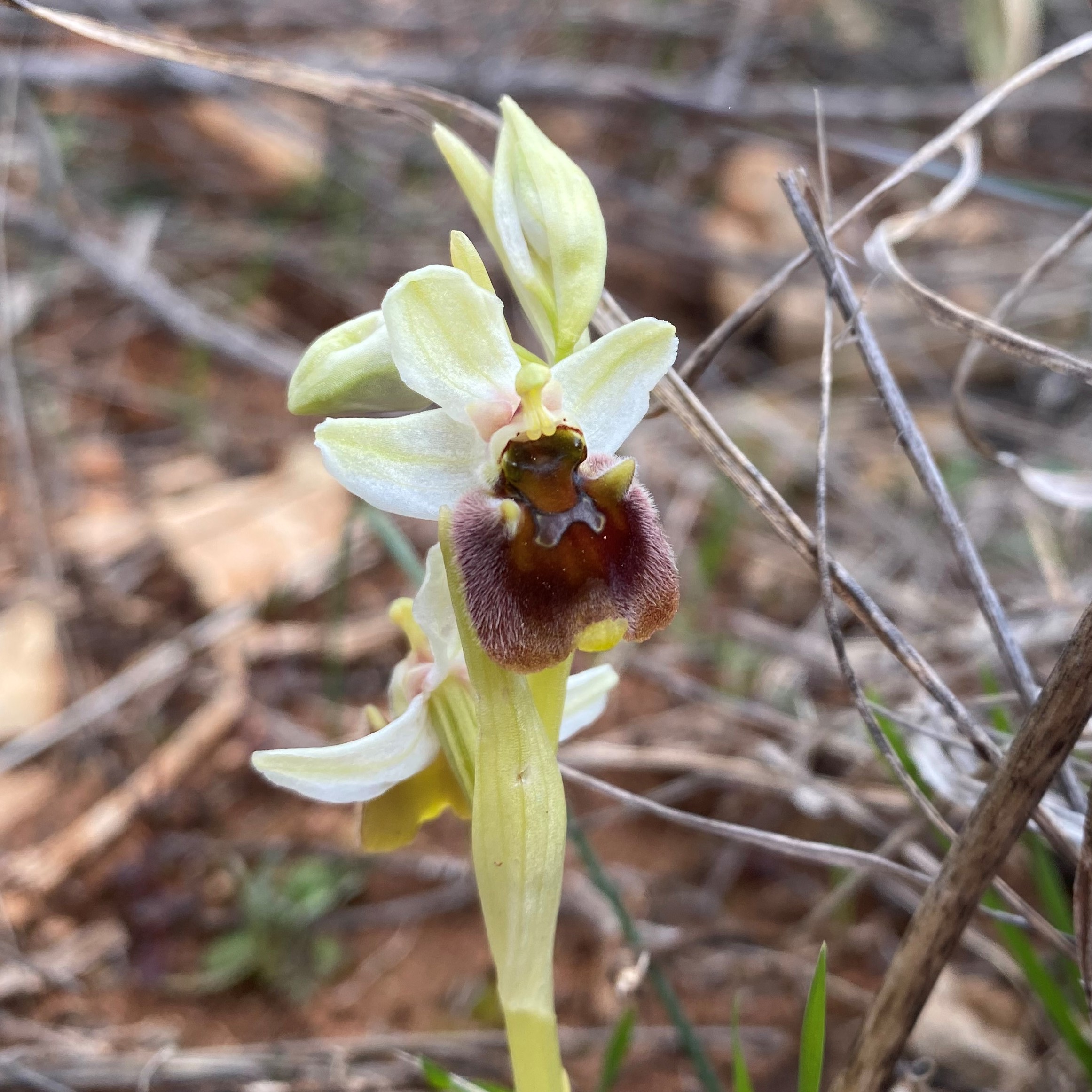 Ophrys bornmuelleri subsp. grandiflora