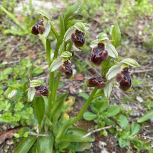 Ophrys umbilicata subsp. attica