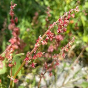 Rumex cyprius