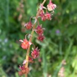 Rumex cyprius