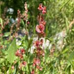 Rumex cyprius