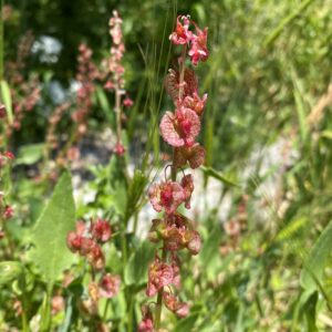 Rumex cyprius