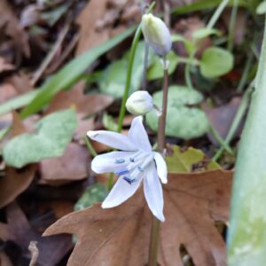 Scilla morrisii Meikle