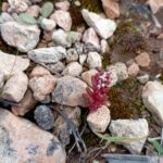 Sedum microcarpum