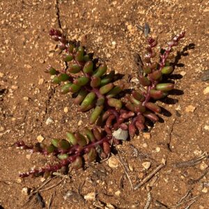 Sedum microcarpum