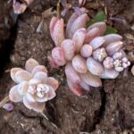 Sedum rubens