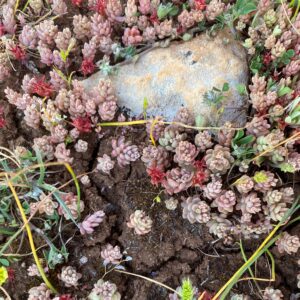 Sedum rubens