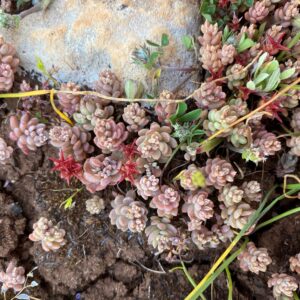 Sedum rubens