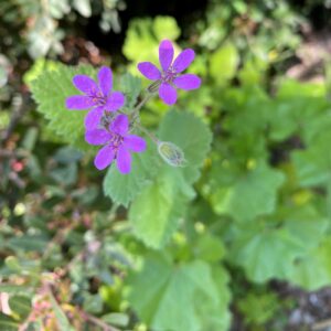 Erodium malacoides