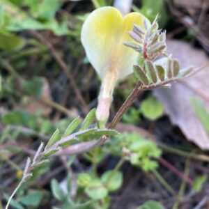 Vicia hybrida's pilose standard