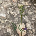 vicia peregrina leaves and leaflets