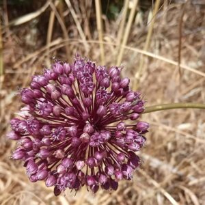 Allium ampeloprasum