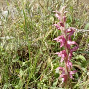 Anacamptis sancta