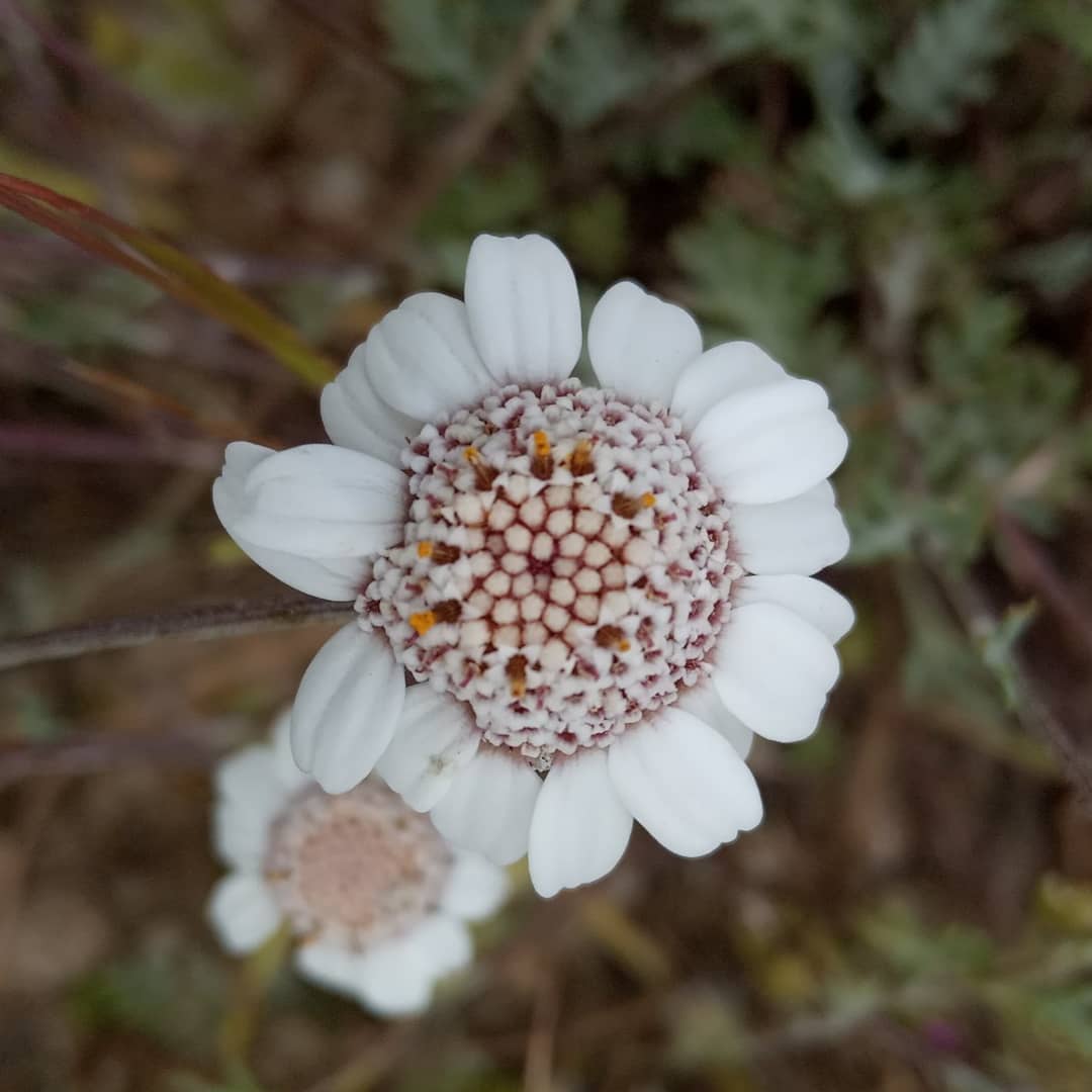 Anthemis tricolor