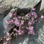 Arabis purpurea