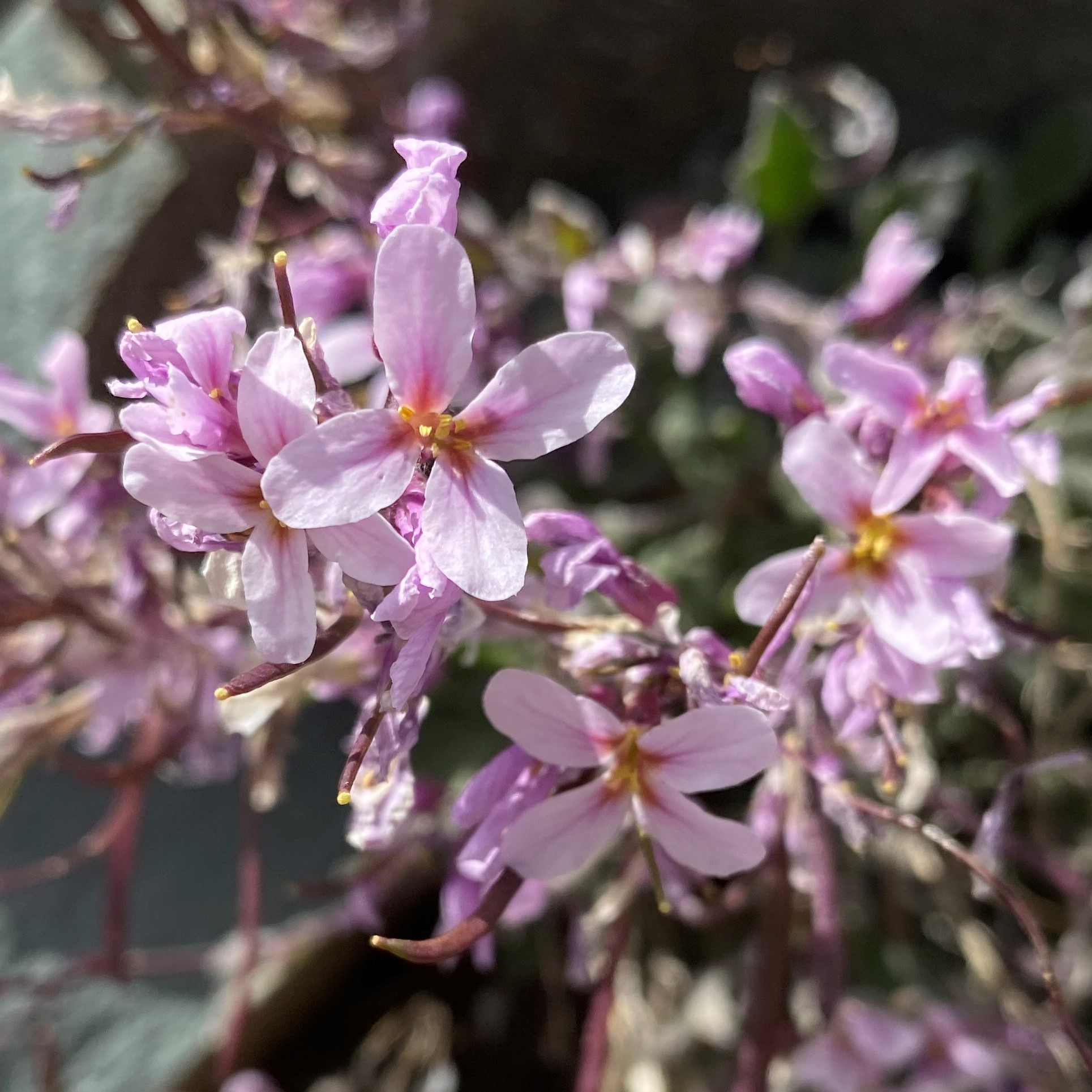 Arabis purpurea