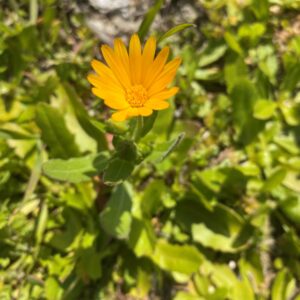 Calendula arvensis