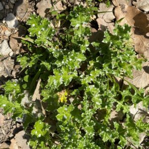 Carduus argentatus subsp. acicularis Leaves