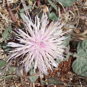 Centaurea aegialophila