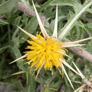 Centaurea hyalolepis