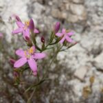 Centaurium erythraea subsp. rhodense