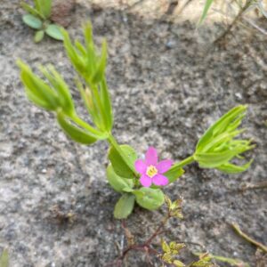 Centaurium pulchellum subsp. pulchellum