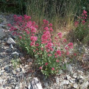 Centranthus ruber