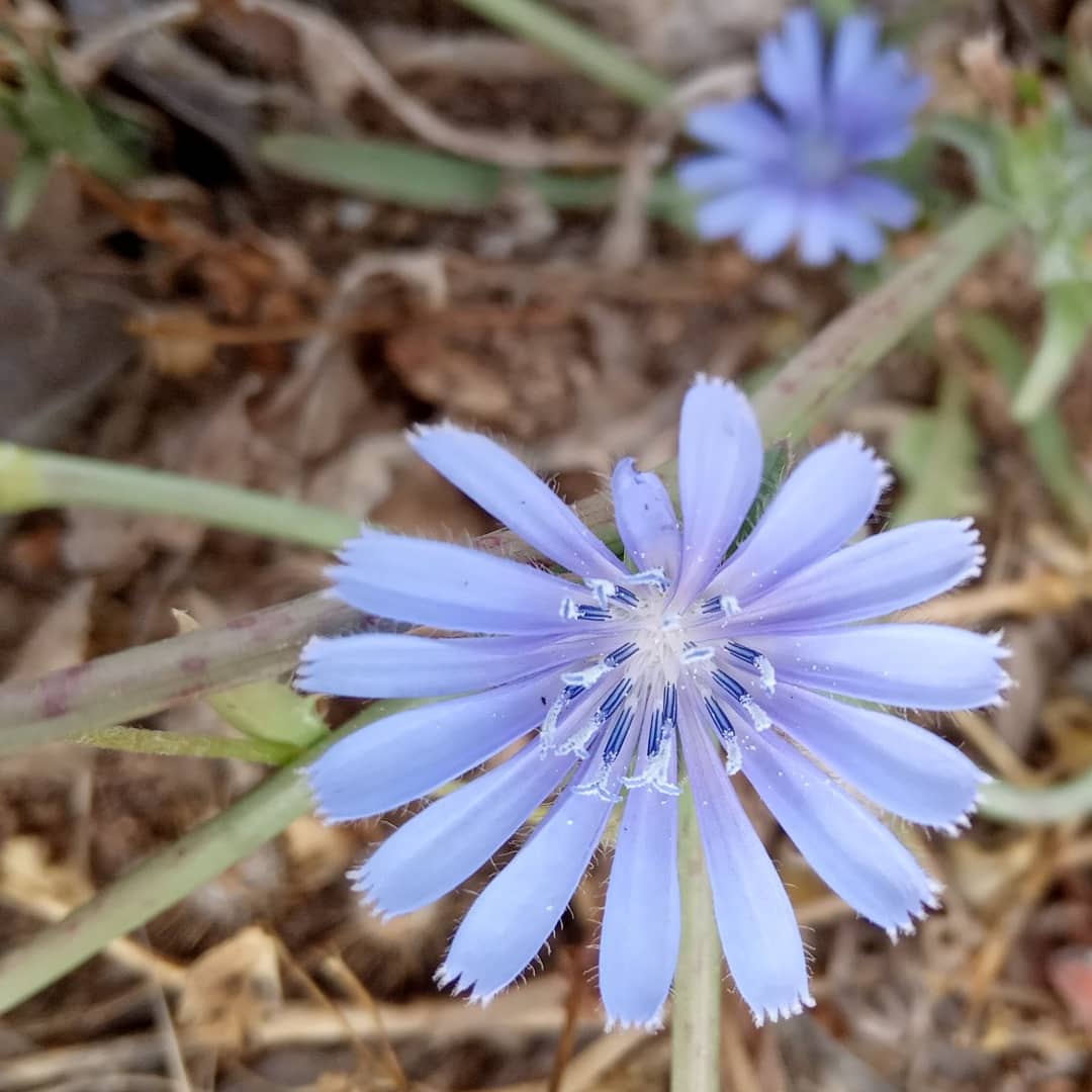 Cichorium pumilum