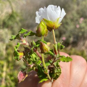 Cistus salviifolius