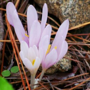 Colchicum troodi