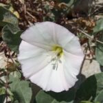 Convolvulus arvensis