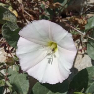 Convolvulus arvensis