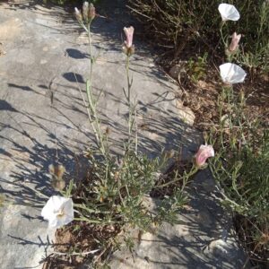 Convolvulus oleifolius