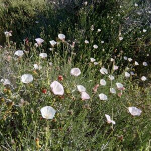 Convolvulus oleifolius