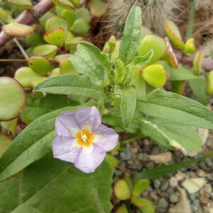 Convolvulus pentapetaloides