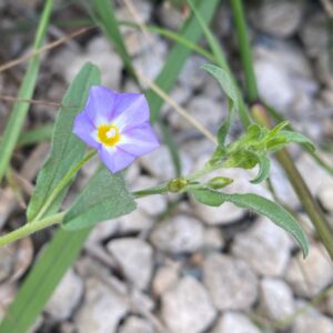 Convolvulus pentapetaloides