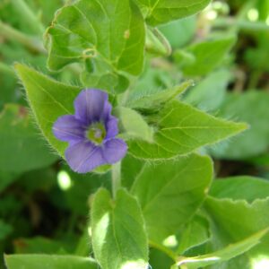 Convolvulus siculus